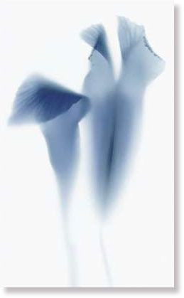 фото Декор 970050 TD1/006 NOVABLUE F/1 31.5x52  синий цвет, от Viva Ceramica (Италия)
